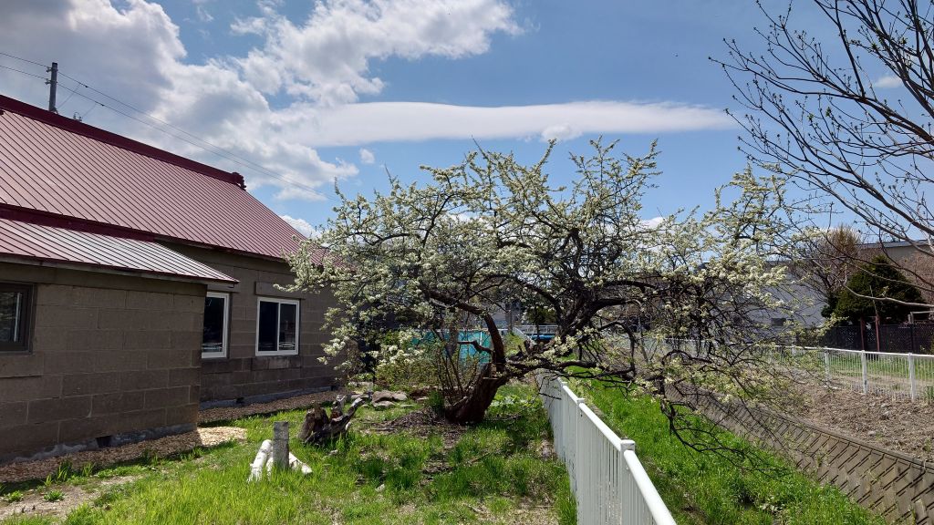 裏庭の大きな梅の木